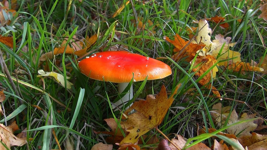 草地里的蘑菇视频