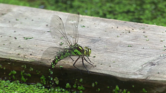 池塘里的绿色蜻蜓视频
