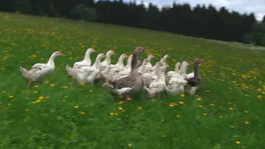 农场里的鸭子7秒视频
