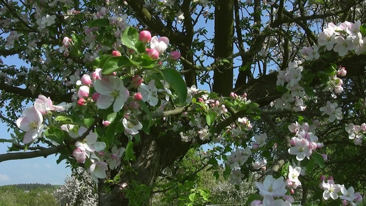 一颗开满花朵的大树视频