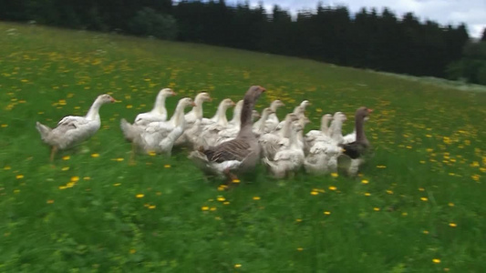 一群鹅在草地上奔跑视频