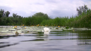 夏日湖面上的白色睡莲11秒视频