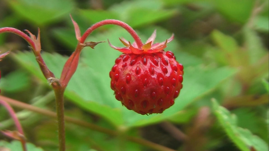 野生木草莓视频