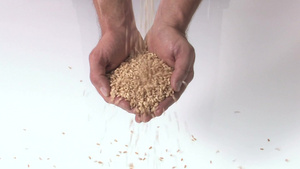 捧着小麦的手44秒视频