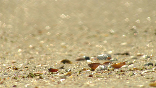沙滩上的贝壳[珍珠贝]视频