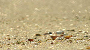 沙滩上的贝壳20秒视频