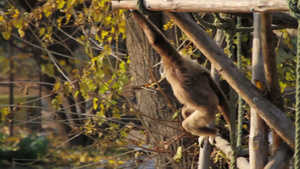 白手长臂猿在木架上跳来跳去5秒视频