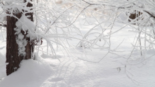 冬季被雪覆盖的树枝视频