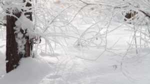 冬季被雪覆盖的树枝12秒视频