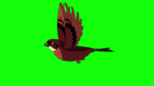 棕色的鸟飞行动画绿幕11秒视频