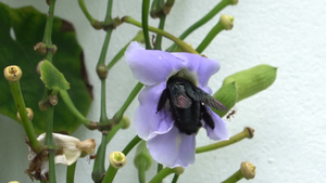 黑色蜂在紫兰花上采蜜12秒视频