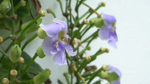 镜头美丽的木匠蜜蜂在紫色的花朵上授粉8秒视频