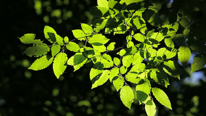 春季温暖的阳光透过树叶28秒视频