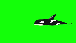 水中的虎鲸动画15秒视频