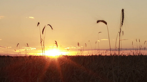 日落光线照射在麦子上10秒视频