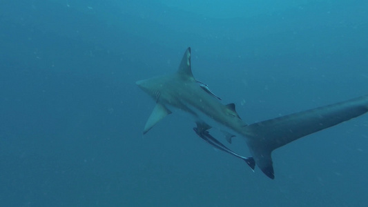 黑色尖鲨在诱饵周围游泳视频