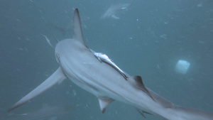黑色尖鲨在诱饵周围游泳21秒视频