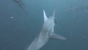 海中鲨鱼在潜水员诱饵旁游动25秒视频