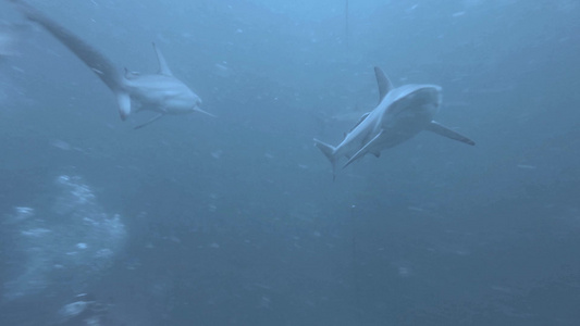 尖鲨在诱饵周围游泳视频