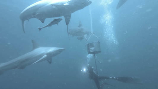 深海里一群黑色尖鲨在诱饵周围游来游去视频