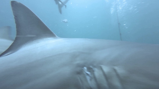 黑色尖鲨在诱饵周围游泳视频