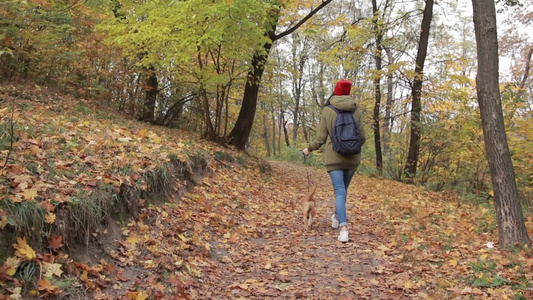女孩和她可爱的小狗在秋天的公园里散步视频