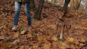 秋天女孩带宠物狗公园落叶散步13秒视频