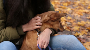 女主拥抱和抚摸她可爱的小狗秋天景观背景13秒视频