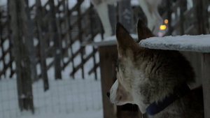 冬季关在笼中雪橇犬张望警戒11秒视频