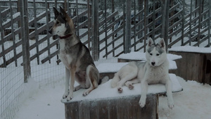 冬季拍摄的哈士奇雪天在狗舍露天笼子20秒视频