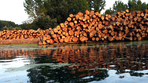 河边的木头原木25秒视频