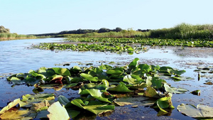 乘船穿过荷花池塘沼泽湖泊21秒视频