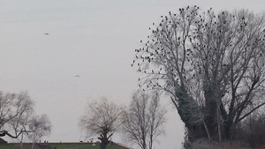 许多鸟栖息在干燥的树上30秒视频
