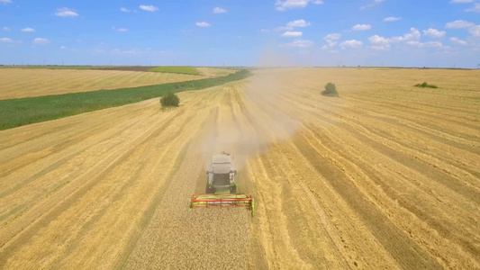 联合收割机在夏天收集小麦视频