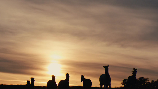 日落时在牧场上奔跑的野马视频