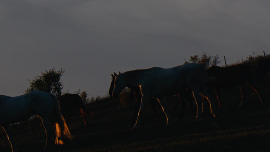 在粉红色的日落期间一群野马穿过黄色的山丘视频