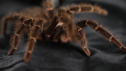 蜘蛛在黑布上爬行特写视频