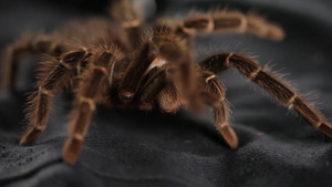 蜘蛛在黑布上爬行特写9秒视频