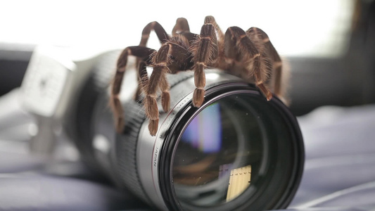 蜘蛛爬在70-200毫米的镜头上视频