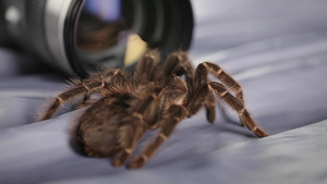 蜘蛛爬在镜头上13秒视频