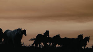 日落期间一群野马穿过黄色的山丘51秒视频