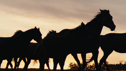 在日落期间一群野马穿过山丘视频