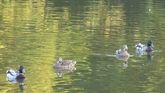 野鸭在池塘里游泳[塘水]视频