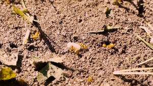 红蚂蚁围绕一粒米工作18秒视频