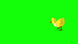 黄鸡走路啄食在绿色屏幕上13秒视频