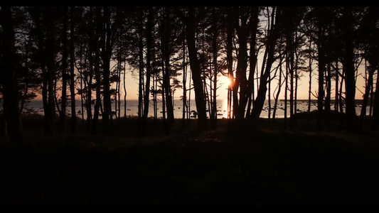 树林中的日落视频