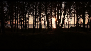 树林中的日落13秒视频