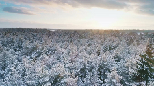冬季森林的鸟瞰图视频