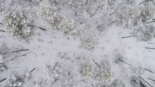 空中拍摄冬季的冰雪森林视频