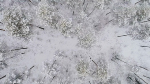 空中拍摄冬季的冰雪森林11秒视频